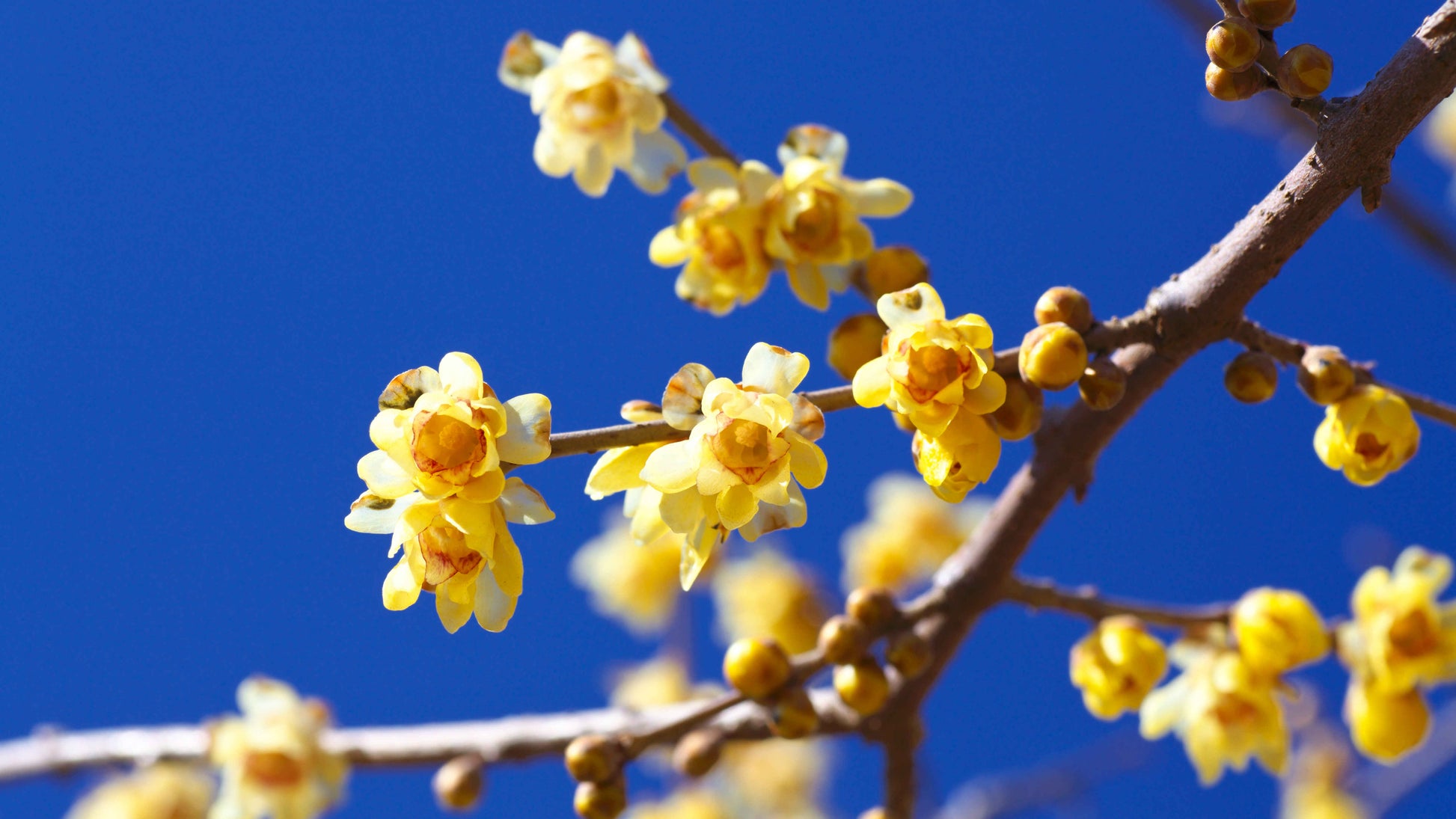 Wintersweet Flower seeds for Planting Perfect for Borders Heirloom & GMO Free Seeds for Home Garden