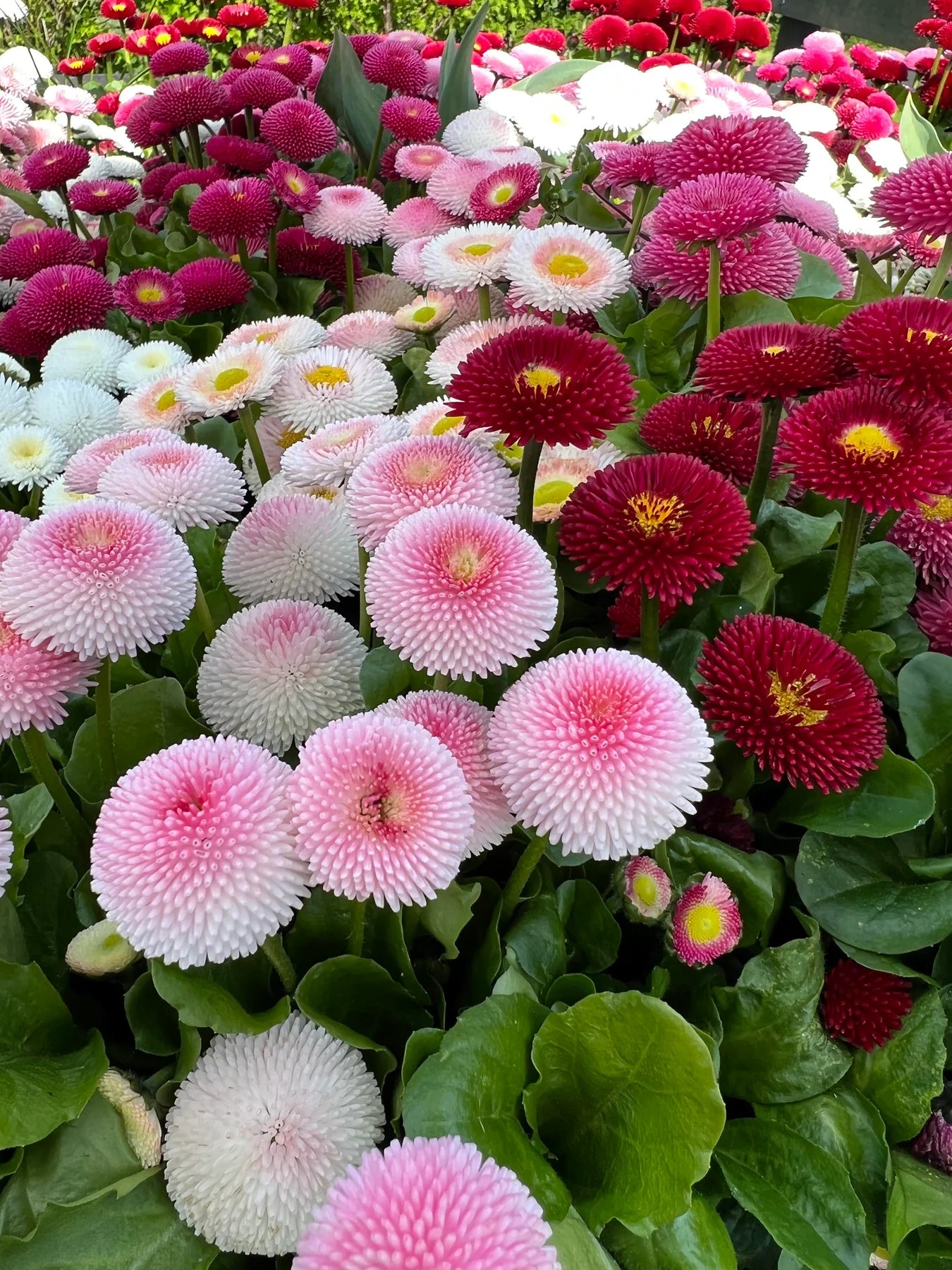 Margarita Roja Flower seeds for Planting - Compact Growth, Heirloom & GMO Free Seeds for Home Garden
 
 Sale