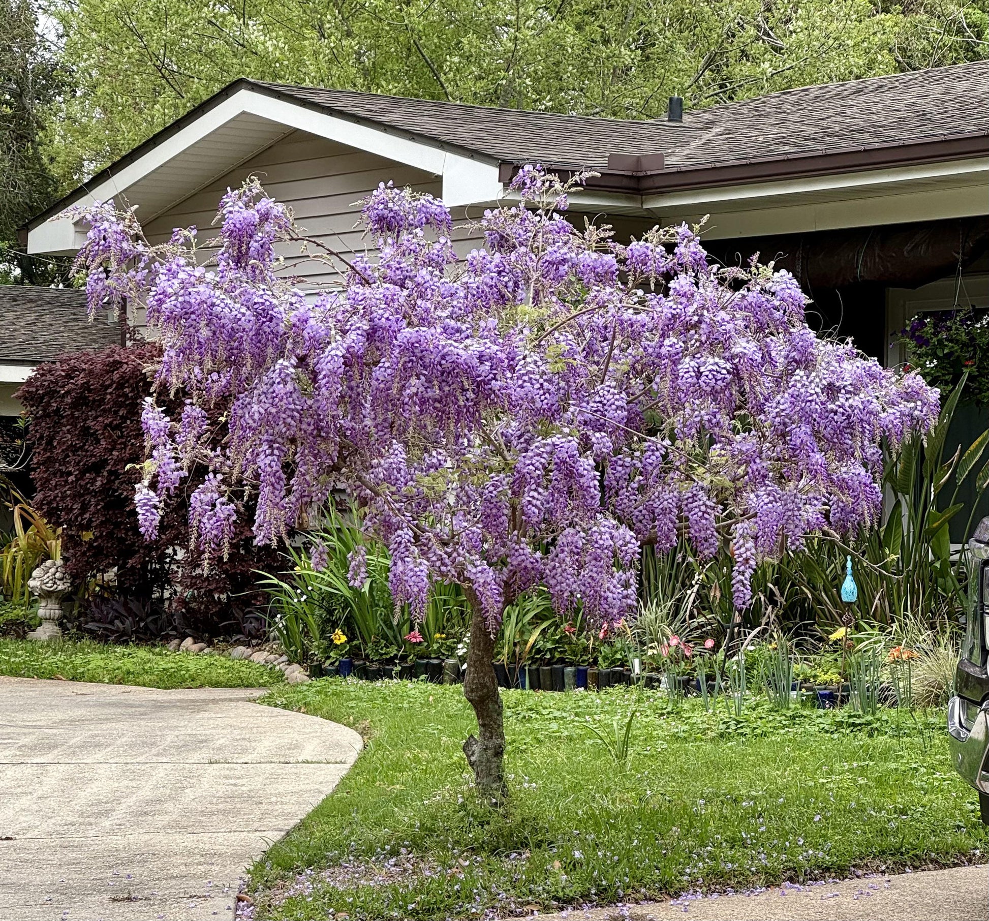 Wisteria Flower seeds for Planting - Drought Tolerant, Heirloom & GMO Free Seeds for Home Garden