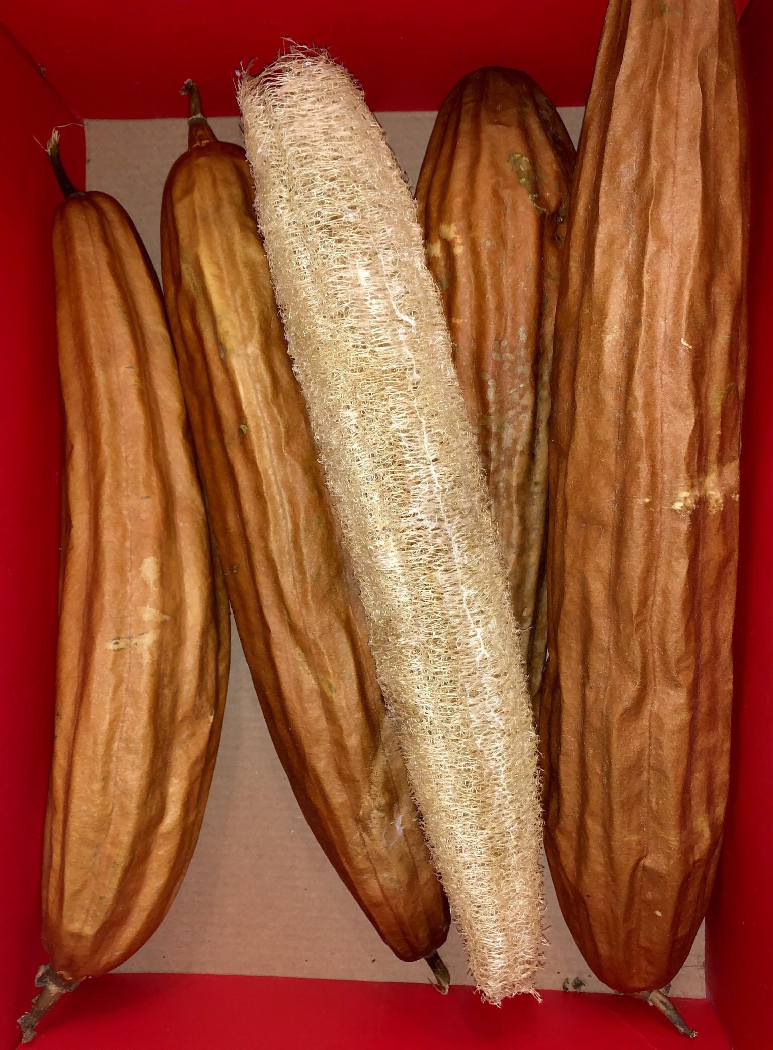 Cream Luffa Seeds for Planting  Grow Delicious Luffa Vegetables