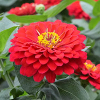 Red Zinnia Flower seeds for Planting Bright Blooms Heirloom & GMO Free Seeds for Home Garden
 
 Sale