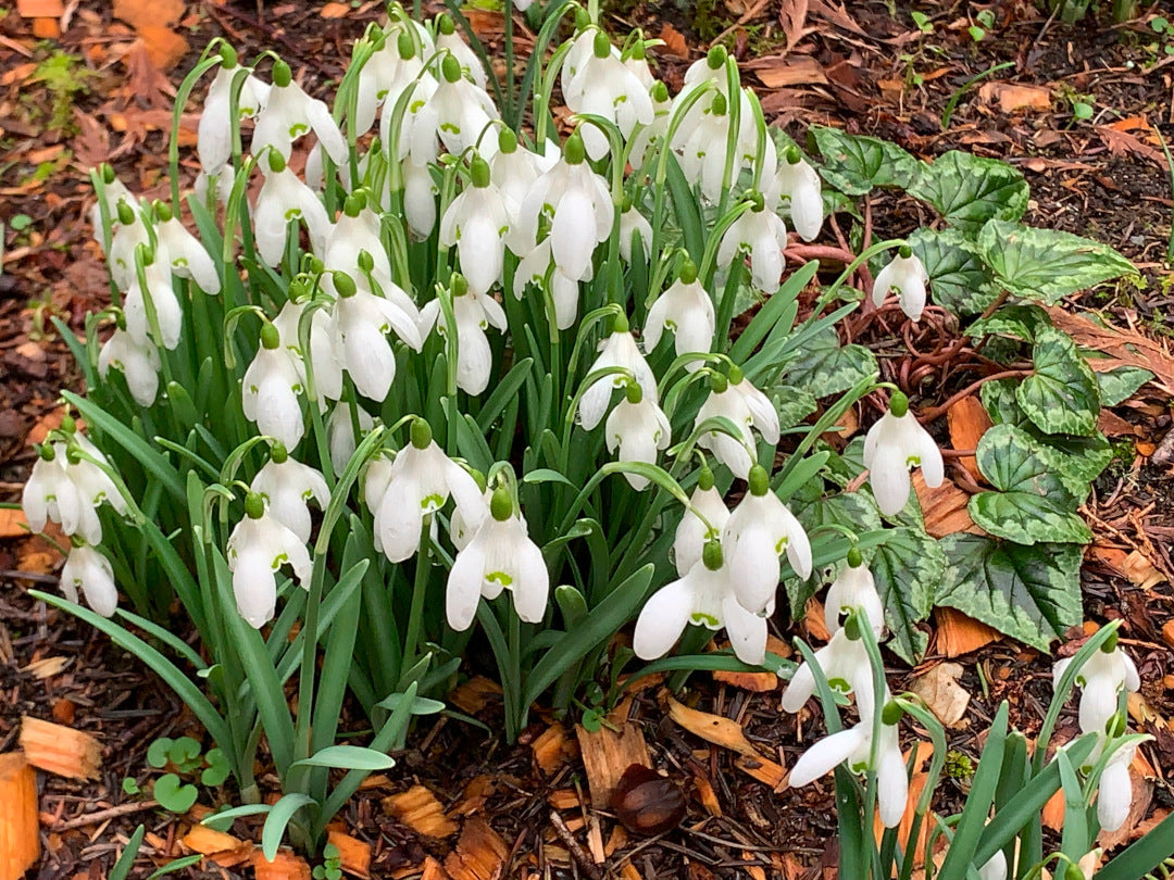 Galanthus Flower seeds for Planting - Compact Growth, Heirloom & GMO Free Seeds for Home Garden