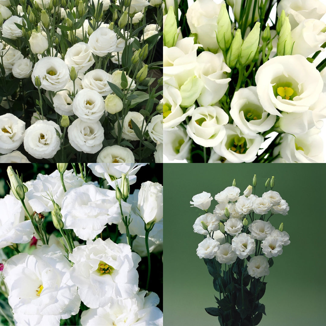 Eustoma Flower Seeds for Planting - White Blooming Annuals for Beautiful Gardens