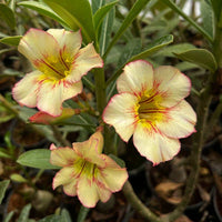 Obesum Flower seeds for Planting Fragrant Blossoms Heirloom & GMO Free Seeds for Home Garden
