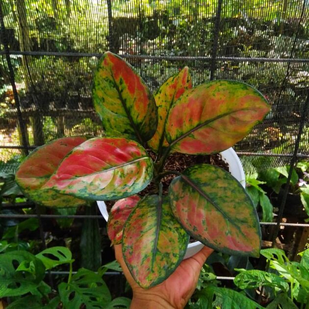 Mixed Aglaonema Flower seeds for Planting - Premium Quality, Heirloom & GMO Free Seeds for Home Garden