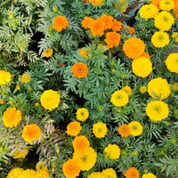 Mixed African Marigold Flower seeds for Planting - Sun Loving, Heirloom & GMO Free Seeds for Home Garden