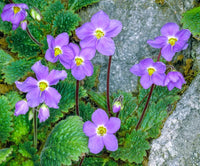 Ramonda Myconi Flower seeds for Planting - Low Maintenance, Heirloom & GMO Free Seeds for Home Garden