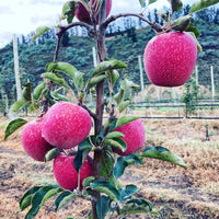 Pink Apple Fruit Seeds for Easy Planting