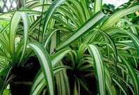 Chlorophytum Flower seeds for Planting Seasonal Bloomer Heirloom & GMO Free Seeds for Home Garden
