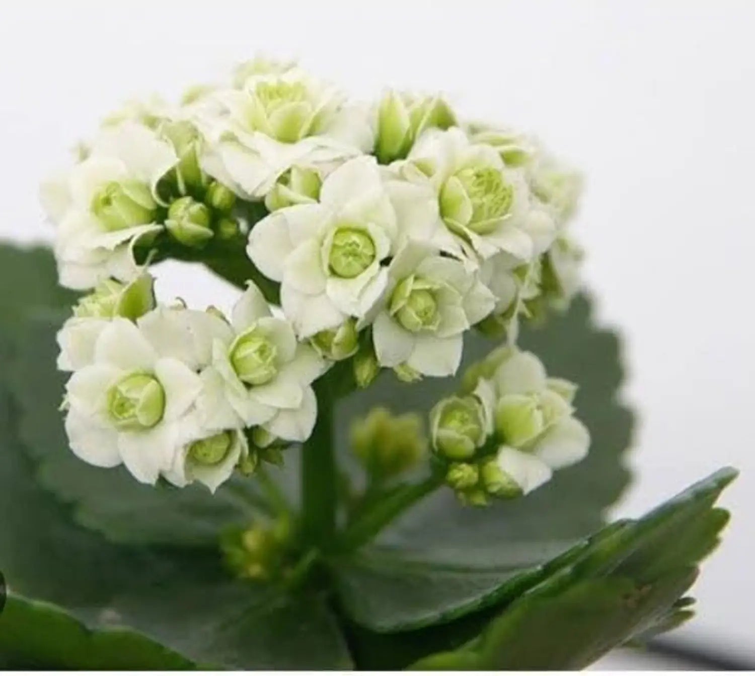 White Kalanchoe Flower seeds for Planting - Low Maintenance, Heirloom & GMO Free Seeds for Home Garden