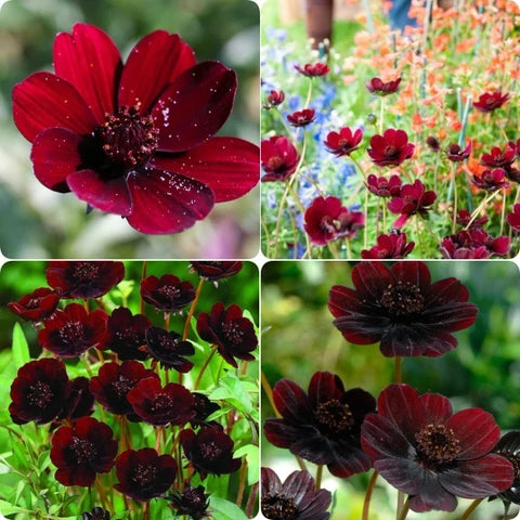 Marron Atrosanguineus Flower seeds for Planting - Hardy Variety, Heirloom & GMO Free Seeds for Home Garden