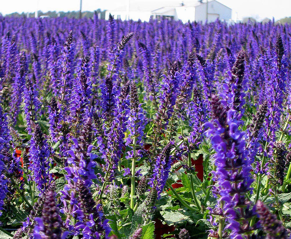 Garden Perennial Flower Seeds for Planting - Beautiful Year-Round Garden Blooms