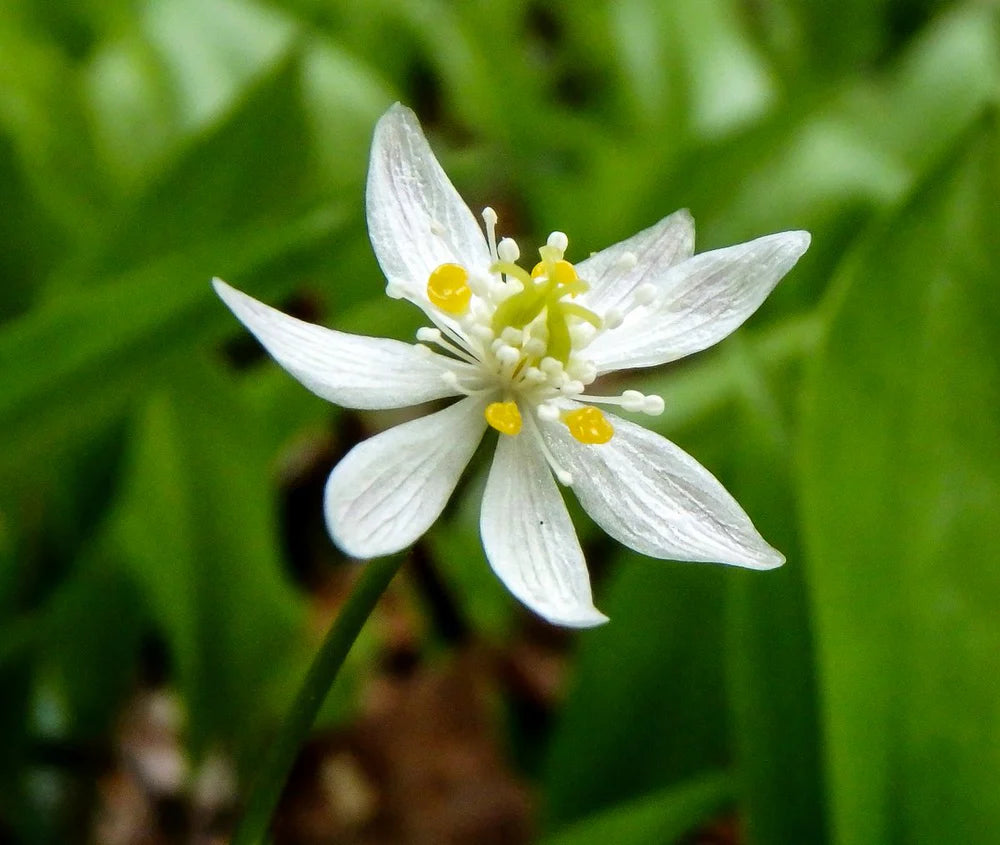 Goldthread Flower seeds for Planting Fragrant Blossoms Heirloom & GMO Free Seeds for Home Garden
