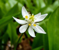 Goldthread Flower seeds for Planting Fragrant Blossoms Heirloom & GMO Free Seeds for Home Garden