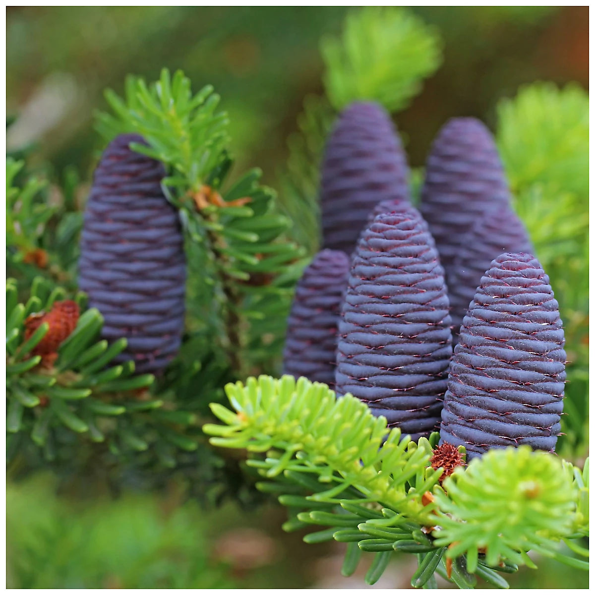 Violet Abies Flower seeds for Planting - Colorful Display, Heirloom & GMO Free Seeds for Home Garden