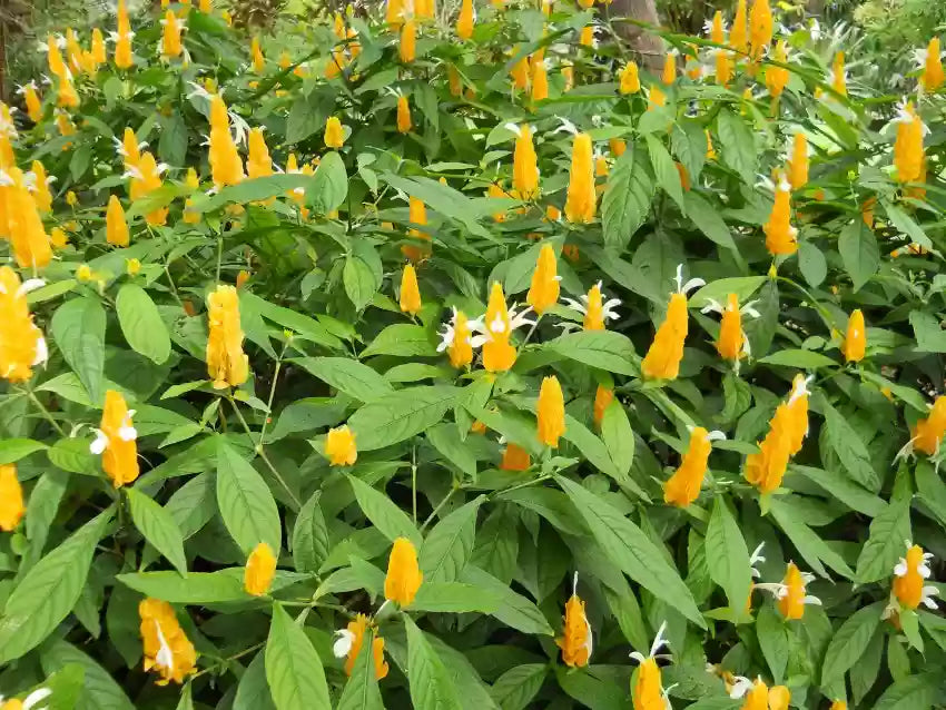 White Yellow Pachystachys Flower seeds for Planting - Vibrant Colors, Heirloom & GMO Free Seeds for Home Garden