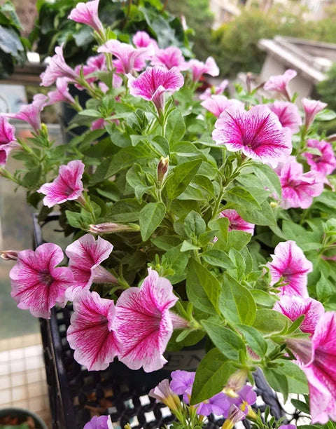 Light Pink Red Petunia Flower Seeds for Planting Heirloom NONGMO Easy Grow Garden Blooms Easy to Grow 
 
 Sale