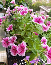 Light Pink Red Petunia Flower Seeds for Planting Heirloom NONGMO Easy Grow Garden Blooms Easy to Grow 
 
 Sale