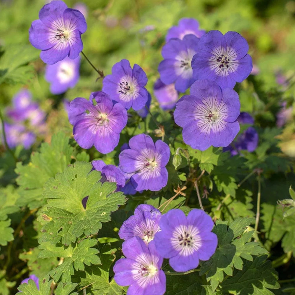 Cranesbill Geranium Seeds for Planting - Perennial Flowering Seeds