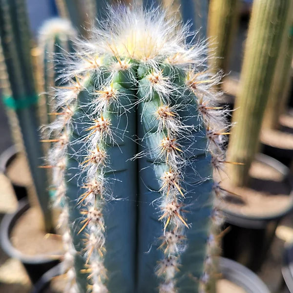 Blue Pilosocereus Flower seeds for Planting - Drought Tolerant, Heirloom & GMO Free Seeds for Home Garden