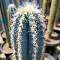 Blue Pilosocereus Flower seeds for Planting - Drought Tolerant, Heirloom & GMO Free Seeds for Home Garden