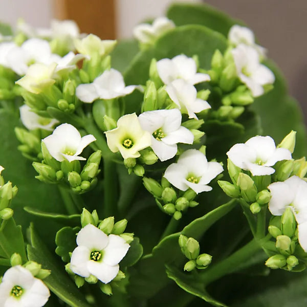 White Kalanchoe Flower seeds for Planting - Garden Favorite, Heirloom & GMO Free Seeds for Home Garden