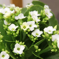 White Kalanchoe Flower seeds for Planting - Garden Favorite, Heirloom & GMO Free Seeds for Home Garden