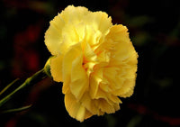 Light Yellow Carnation Flower seeds for Planting Perfect for Borders Heirloom & GMO Free Seeds for Home Garden