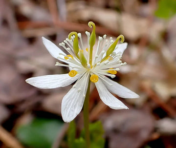 Goldthread (Goldthread Flower) seeds for planting in home garden