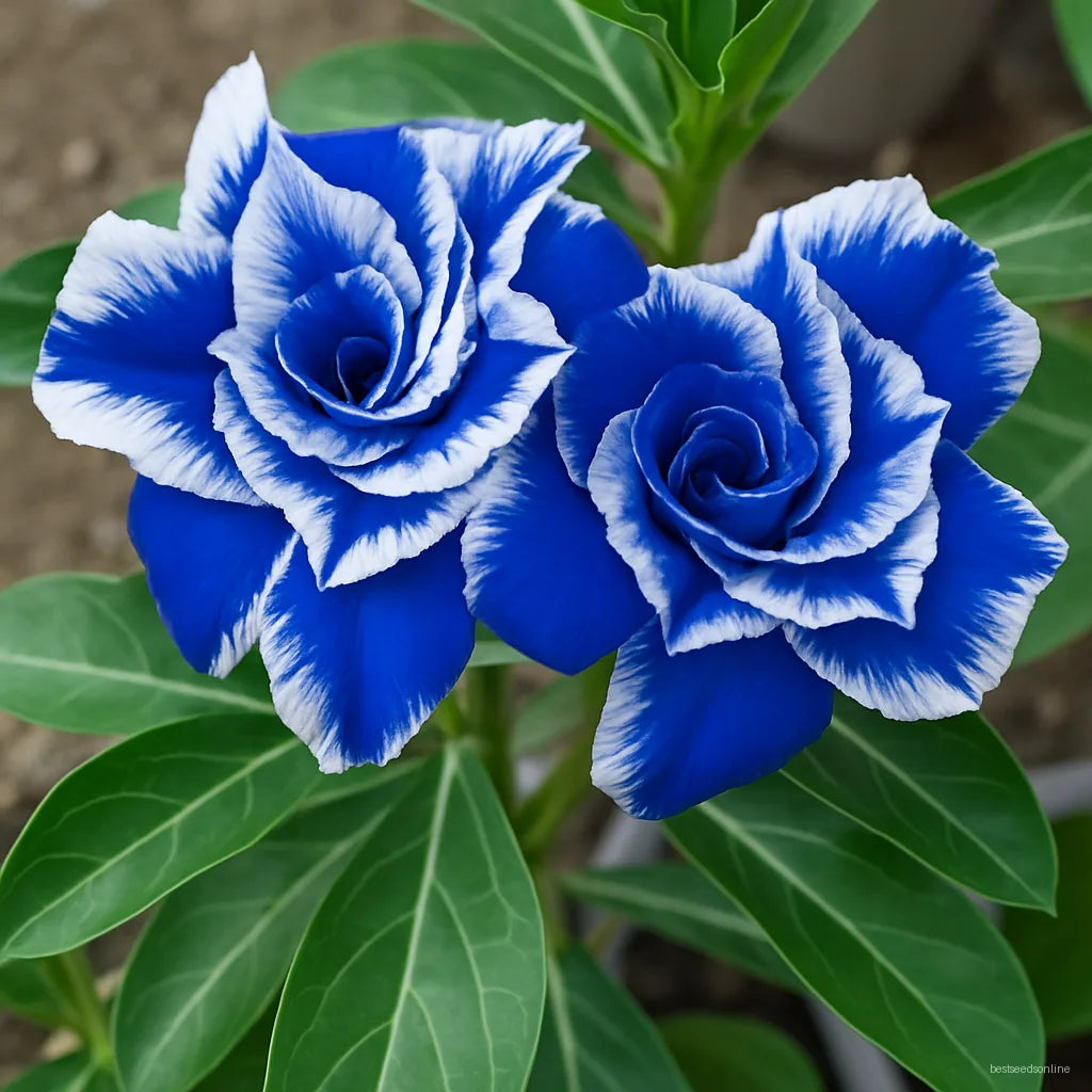 Blue White Adenium Flower seeds for Planting - Cottage Garden Essential, Heirloom & GMO Free Seeds for Home Garden
