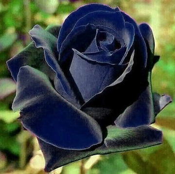 Blue Black Rose Seeds for Planting