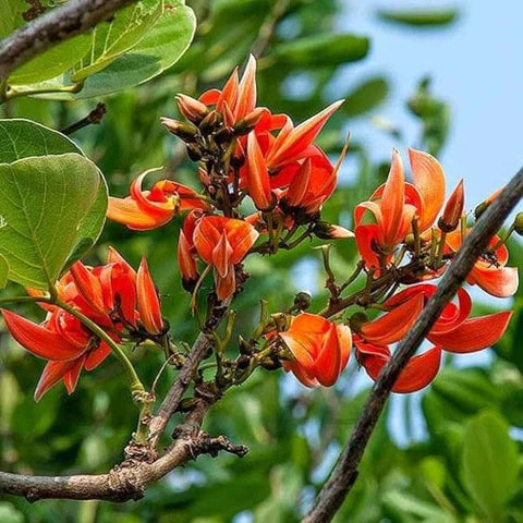 Monosperma Flower seeds for Planting - Vibrant Colors, Heirloom & GMO Free Seeds for Home Garden