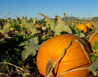Brown Pumpkin Seeds for Planting - Grow Your Own Harvest