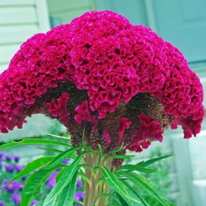 Cristata Flower Seeds for Planting - Vibrant Blooms