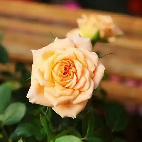 White Yellow Rose Flower seeds for Planting - Low Maintenance, Heirloom & GMO Free Seeds for Home Garden