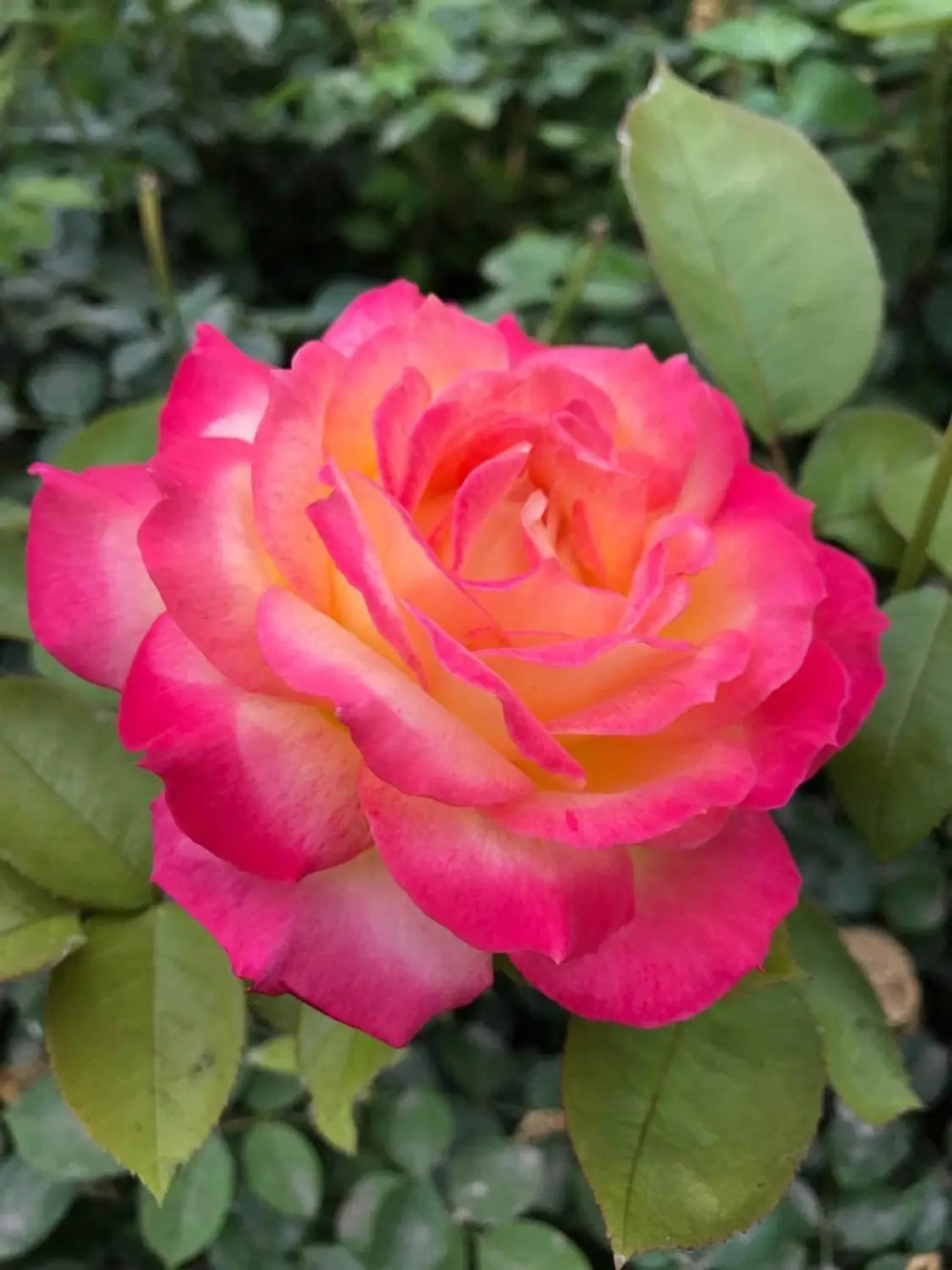 Pink Yellow Rose Flower Seeds for Planting - Vibrant Garden Roses, Spring & Fall Planting