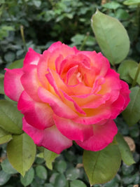 Pink Yellow Rose Flower Seeds for Planting - Vibrant Garden Roses, Spring & Fall Planting