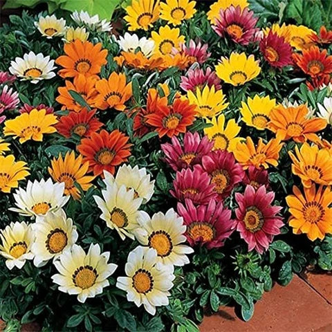 Cream Orange Gazania Flower Seeds for Planting Long Bloom Season Heirloom & GMO Free Seeds for Home Garden
 
 Sale