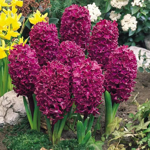 Burgundy Hyacinth Flower seeds for Planting - Cottage Garden Essential, Heirloom & GMO Free Seeds for Home Garden