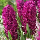 Burgundy Hyacinth Flower seeds for Planting - Cottage Garden Essential, Heirloom & GMO Free Seeds for Home Garden