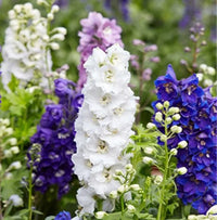 Larkspur Flower seeds for Planting - Garden Favorite, Heirloom & GMO Free Seeds for Home Garden
 
 Sale seeds for home garden