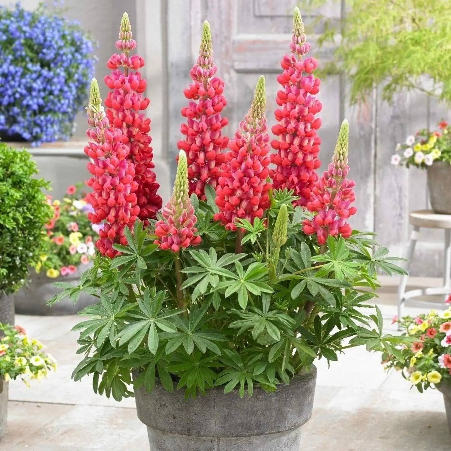 Red Lupine Flower seeds for Planting Bright Blooms Heirloom & GMO Free Seeds for Home Garden