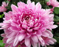 Pink Chrysanthemum Flower seeds for Planting Cut Flower Favorite Heirloom & GMO Free Seeds for Home Garden 
 
 Sale