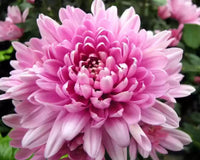 Rare Pink Chrysanthemum Flower seeds for Planting - Drought Tolerant, Heirloom & GMO Free Seeds for Home Garden
 
 Sale seeds for planting in home garden