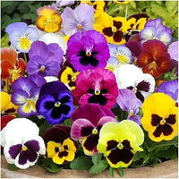 Pansy Flower seeds for Planting - Colorful Display, Heirloom & GMO Free Seeds for Home Garden