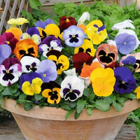 Brown Yellow Pansy Flower Seeds for Planting Low Maintenance Heirloom & GMO Free Seeds for Home Garden
 
 Sale