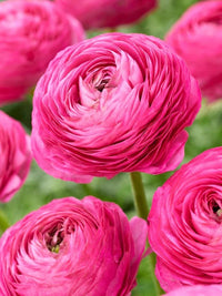 Dark Pink Ranunculus Flower seeds for Planting Perfect for Borders Heirloom & GMO Free Seeds for Home Garden