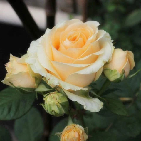 White Yellow Rose Flower seeds for Planting - Low Maintenance, Heirloom & GMO Free Seeds for Home Garden