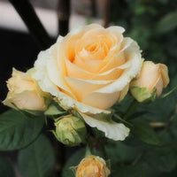White Yellow Rose Flower seeds for Planting - Low Maintenance, Heirloom & GMO Free Seeds for Home Garden