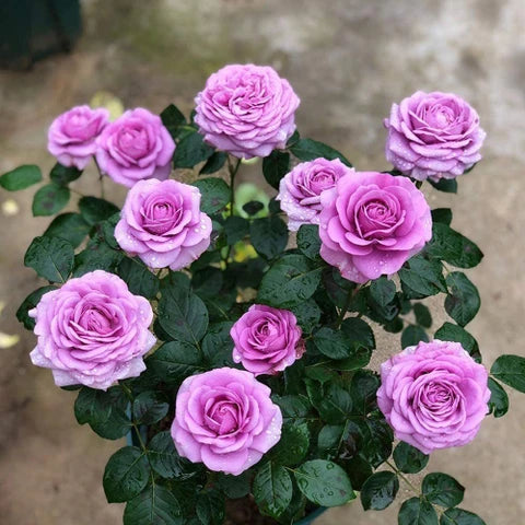 Violet Rose Edge Flower seeds for Planting - Low Maintenance, Heirloom & GMO Free Seeds for Home Garden